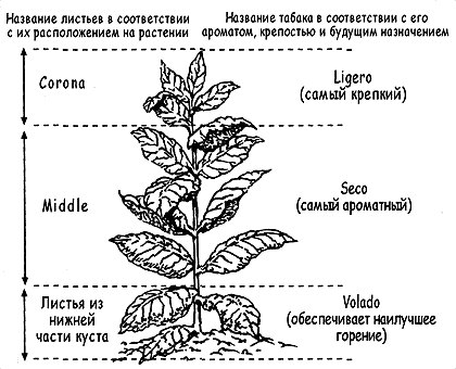 ����� ��� �����